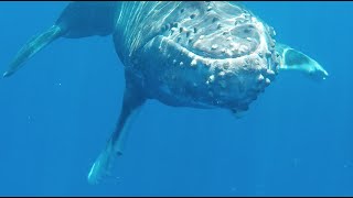 A Close Encounter with a Humpback Calf