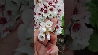 Medicine for wound (pakhanvet) #medicinal #plants #flower#shortsvideo .