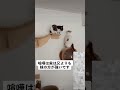 【猫】兄妹喧嘩🐈🐈‍⬛【癒し】 猫 ねこのいる生活 猫のいる暮らし 猫の喧嘩