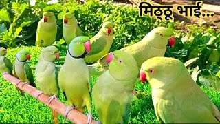 Ringneck Parrot Talking Videos | Mitthu Mitthu | Tanishu Singh Miniature