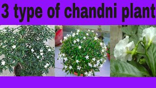 How to grow chandani plant || जाने 3 तरह की चांदनी के बारे में