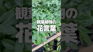 【縁起が良い】観葉植物の花言葉って知ってますか？ #植物のある暮らし #観葉植物 #植物大好き #植物