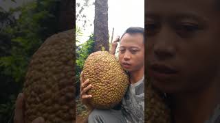 Wow... panen nangka madu di pekarangan rumah super jumbo #aceagrofarm #nangkamadu #jackfruit