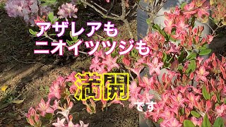 まるおの母　まるこの宿根草と低木の庭　2021 05 10 爽やかな天気の庭。今日も野鳥が鳴いています。ツツジ、アザレアが満開に。ジャーマンアイリスも花数が増えました。