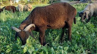 Urshadigan jangari qo'chqor qo'zilar. Уршадиган жангари кучкор кузилар.