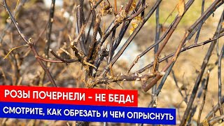 Розы почернели - не беда! Смотрите, как обрезать и чем опрыснуть