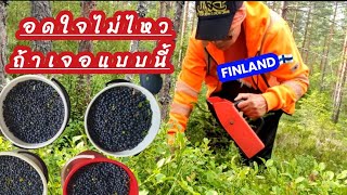 เก็บบลูเบอรฺรี่ 🇹🇭🍒🇫🇮 ดกแบบนี้ใครจะอดใจไหว ep.5 ปี24