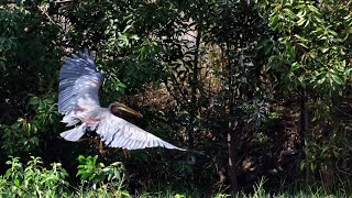 林邊鄉的紫鷺Ardea purpurea manilensis  （2023 12 02）