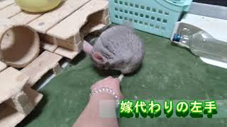 【チンチラ】発情期のロキの鳴き声