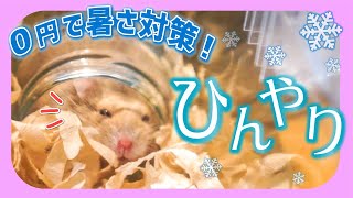 0円でできる夏の暑さ対策！ビンの中で眠るハムスターがかわいい！