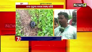 ପୁରୀର ମଙ୍ଗରାଜପୁରରେ କାଉ ମଡ଼କ | ୧୦୦ରୁ ଅଧିକ କାଉ ମରି ପଡ଼ିଛନ୍ତି