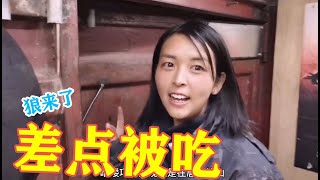 （190）美女摩旅西藏，晚上遇到狼群，割肉喂狼差点被吃掉