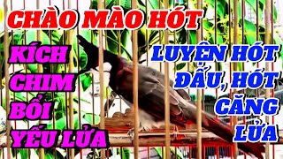 Chào mào hót đấu căng lửa, kích chào mào bổi yếu lửa, luyện chim bổi hót sáng/ CHÀO MÀO 268.