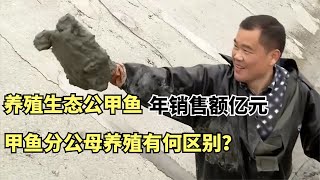 养殖生态公甲鱼年销售额亿元，甲鱼分公母养殖有何区别？