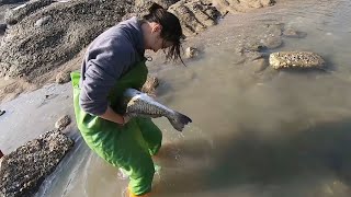 今天天气好运气也好，皮皮在浅水坑抓到大鱼，海边搁浅大货真难得