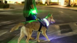 Brightest Led Dog Collars | HaloLights