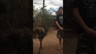 Our Female Emu Ruby