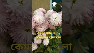 আমাদের গাছের ফুল #shortsvideo #shorts #flowers #foryou #youtubeshorts #vairalshort