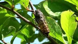 エゾハルゼミの鳴き声   Terpnosia nigricosta　恵山