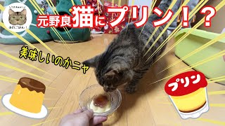 元野良猫にプリンをあげたら反応が可愛過ぎた