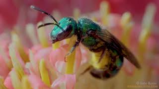 Metallic sweat bees gathering pollen