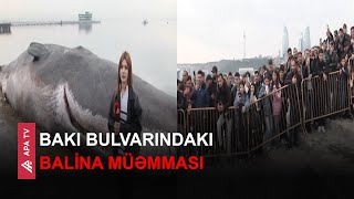 “Kapitan Bumer” Bakı bulvarında görüntüləndi – APA TV