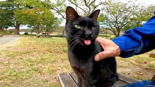 公園のテーブルにいた黒猫ちゃん、ベンチに座ると隣に座ってきた