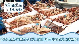 冬の味覚の王者！ズワイガニ(石川県では加能ガニ)漁解禁！ 日本財団 海と日本PROJECT in いしかわ 2018 #32