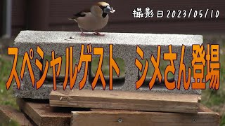 スペシャルゲスト！　シメさん登場！シジュウカラ・スズメ・シメ・カワラヒワ・Finches【Japanese wild bird】