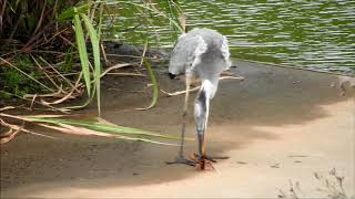 ザリガニを食べたアオサギ