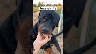 โดนสวบคามือแล้ว #ร็อตไวเลอร์ #rottweiler #ซัมเมอร์ #ชีต้าร์ #jacobmaya