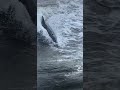 Dolphins playing in the wake! Porpoises chasing the boat! #dolphin#porpoise#wildanimalsrawreaction