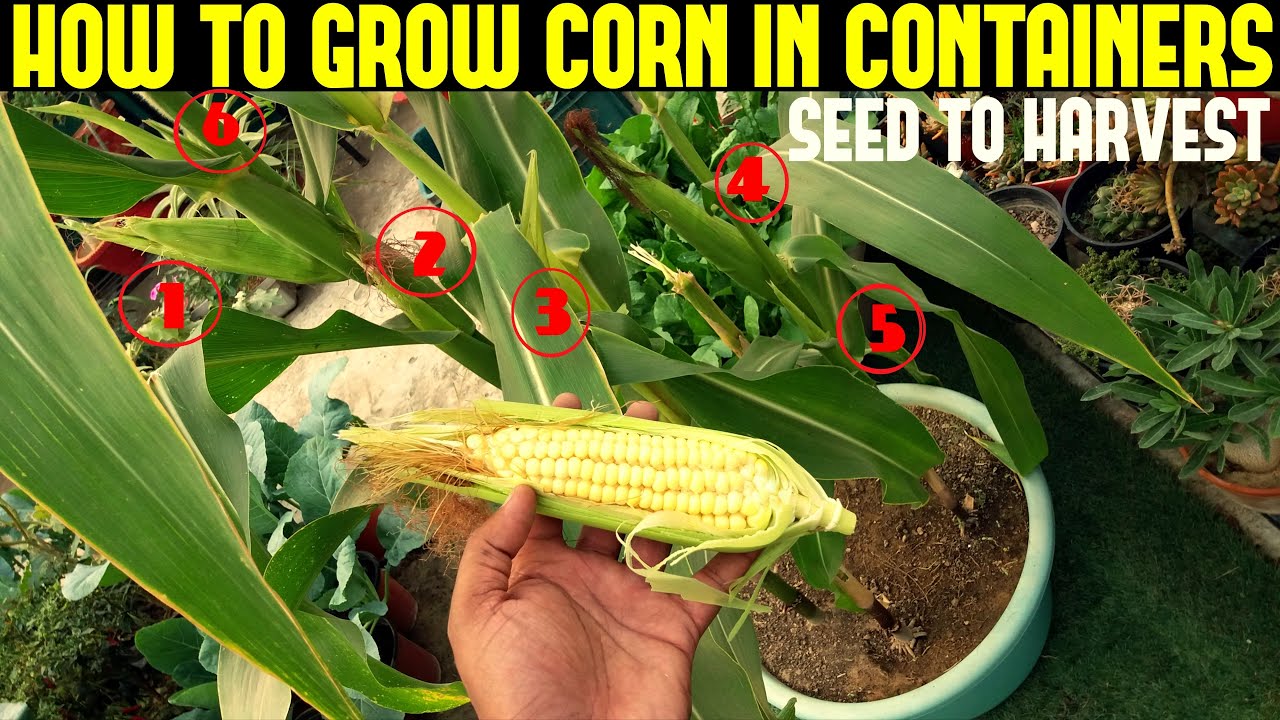 Container Gardening Corn