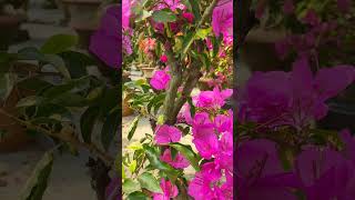 bougainvillea || All time flowers || কাগজ ফুল ||