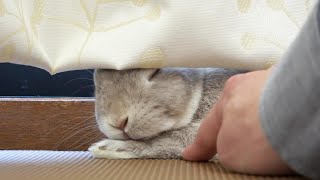 うさぎさんが構ってくれるまで、ちょっかいを出し続けてみた