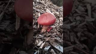 Gymnopilus Luteofolius 10/30/21 - Portland, Oregon