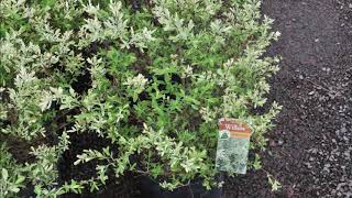 Dappled Willows   Buy This Plant and You will need a