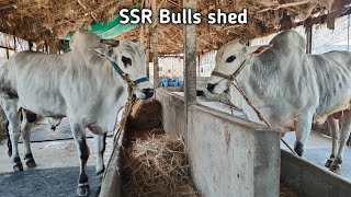 SSR Bulls సుంకి సురేందర్ రెడ్డి ASP గారి గిత్తల షెడ్డు || sunki Surendra Reddy ASP Bulls shed