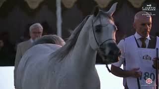 N 180 ZAHRAT AL ENAYA   The 7th International AHC Show   Mares 4 6 Years Old Section C Class 4C