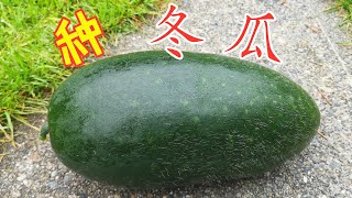 【种冬瓜】小经验分享, 温哥华能不能种冬瓜？好不好种？没种子怎么办？长的不够大能吃吗？