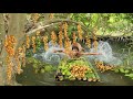 Rich Fruits In River Trail - bamboo rafting ride find fruits