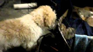 corgi/lhasa apso pups sleeping