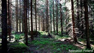 Relaxation Finland - Finnish Summer Forest in 4K - Nature Sounds