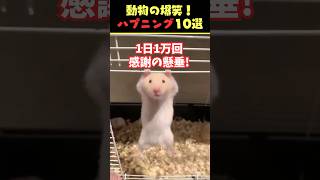 tiktokで5.9億回バズった動物ハプニング動画10選!10 Animal Happenings Videos that Got 590 Million Buzz on TikTok!#犬#猫