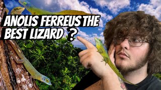 Is Anolis Ferreus The Best Lizard ?