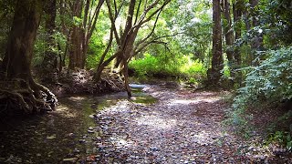 Promised Land, Never Never Creek, Bellingen, NSW