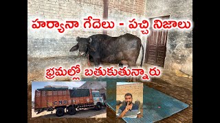 హర్యానా నుండి విజయవాడ గుంటూరు వెళ్తున్న ముర్రా జాతి గేదెలు.. Hyderabad murrah buffalo..