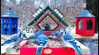 Bird watching at active bird feeder