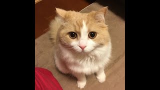 【獣医師が解説】猫の「血尿」発見！病気かどうか探る方法とは？