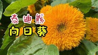 【植物小介绍】泰迪熊向日葵 Helianthus annuus ‘Teddy Bear